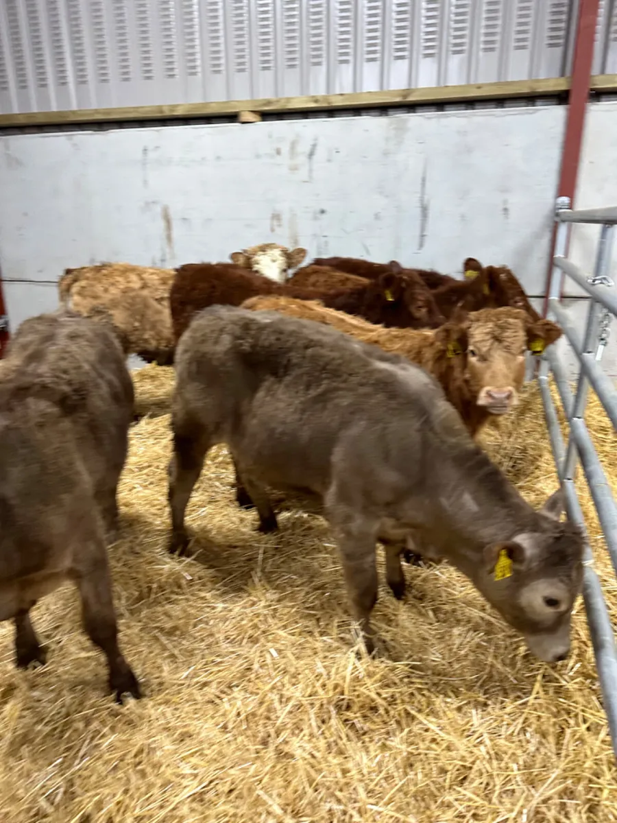 Lim and Charolais heifers - Image 4