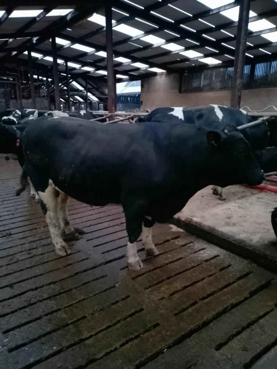 Friesian Bull - Image 1