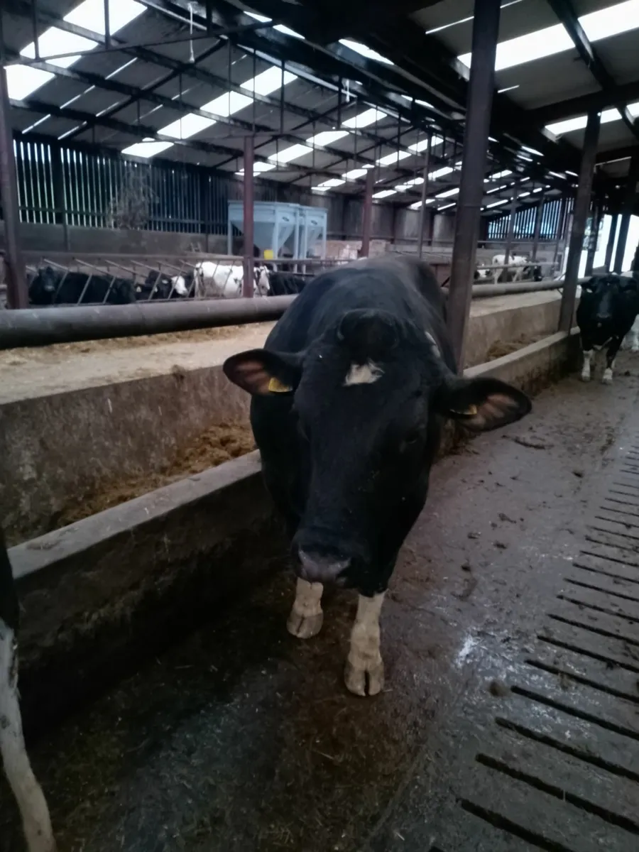 Friesian Bull - Image 2