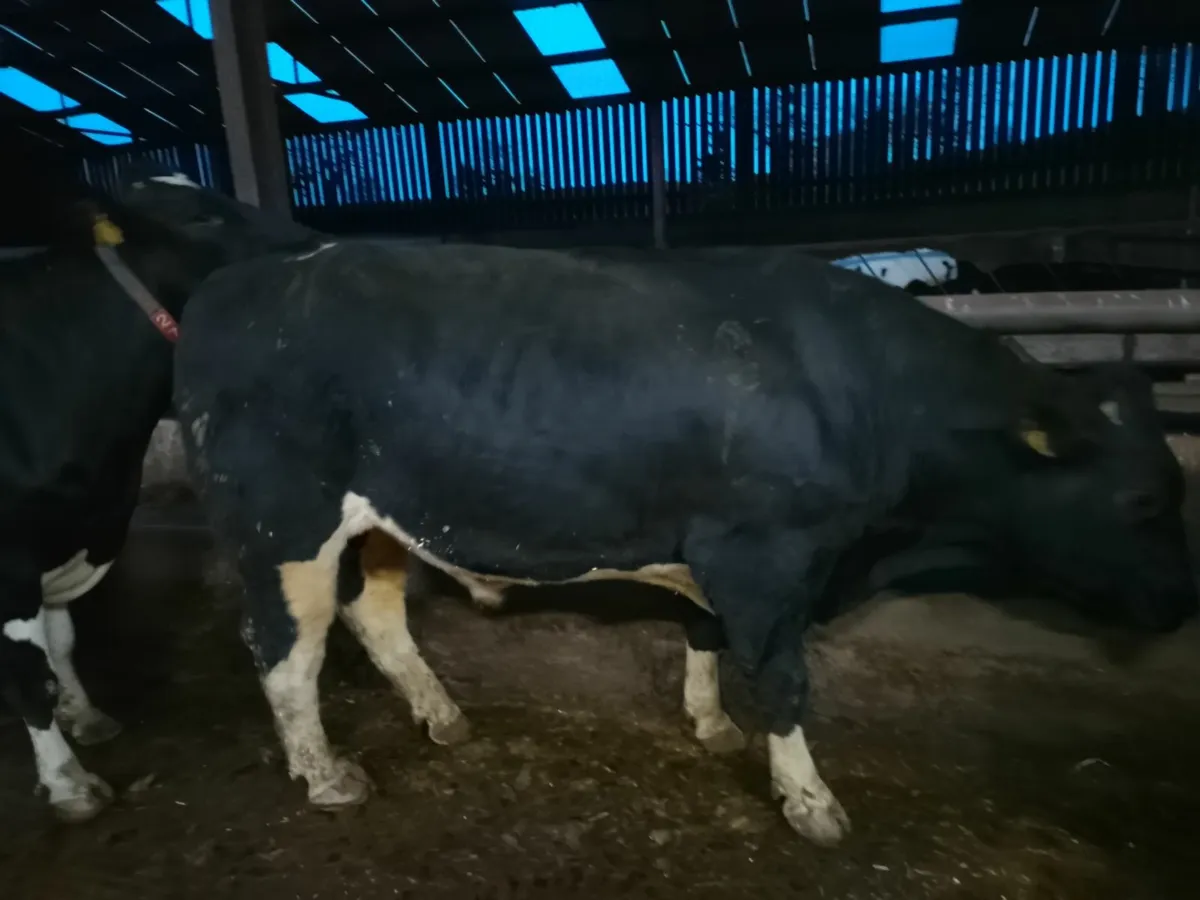 Friesian Bull - Image 4