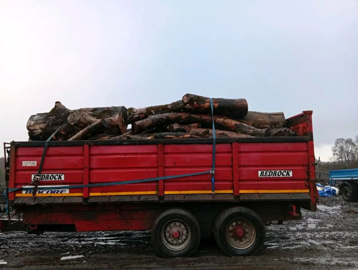 Firewood timber ash beach - Image 1