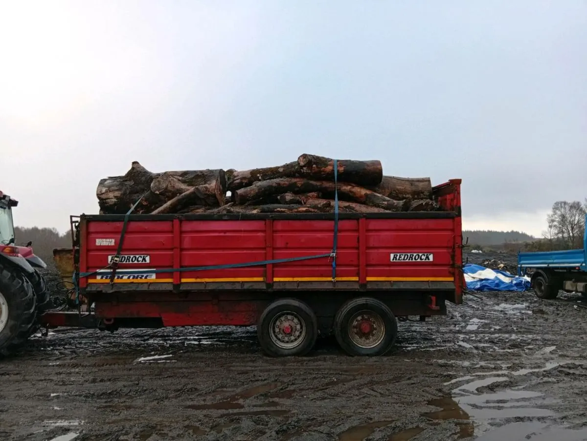Firewood timber ash beach - Image 2