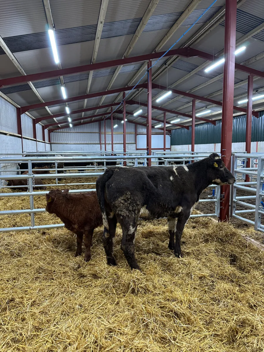 First calving outfit - Image 2