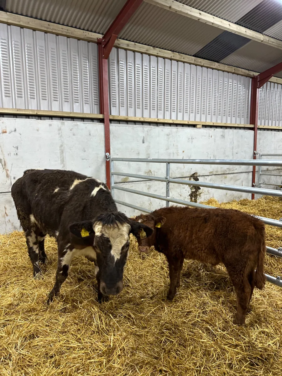 First calving outfit - Image 3