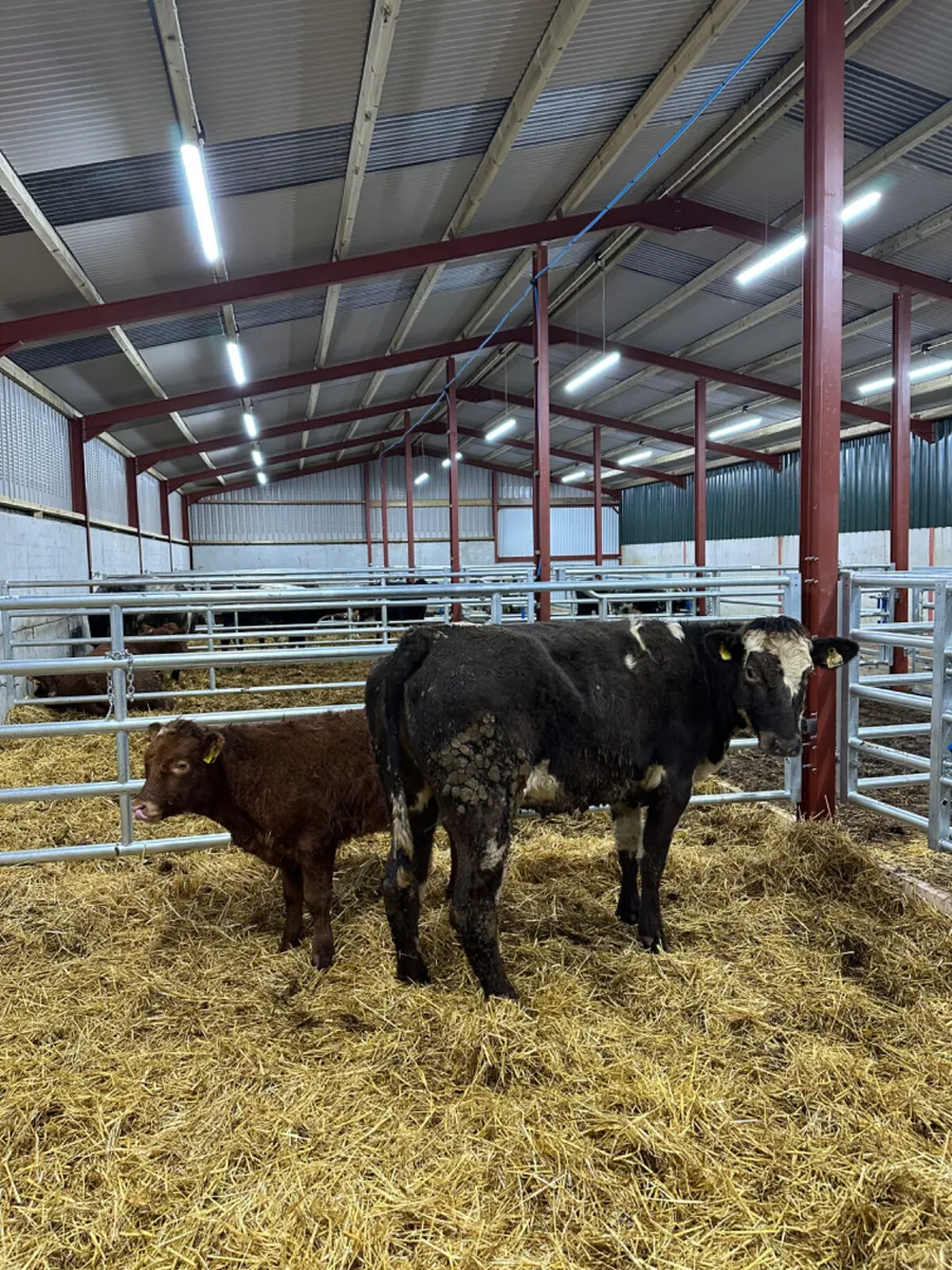 First calving outfit - Image 1