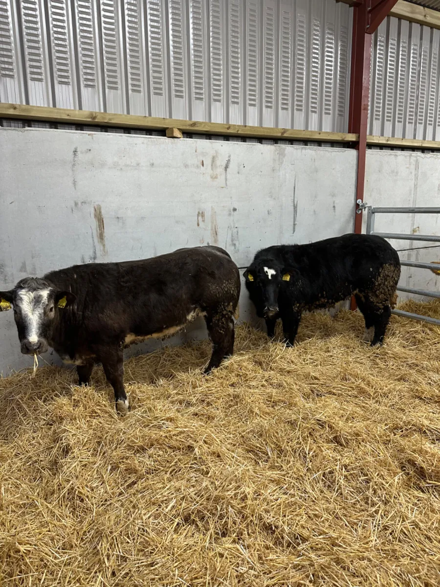 Blue show heifers - Image 3