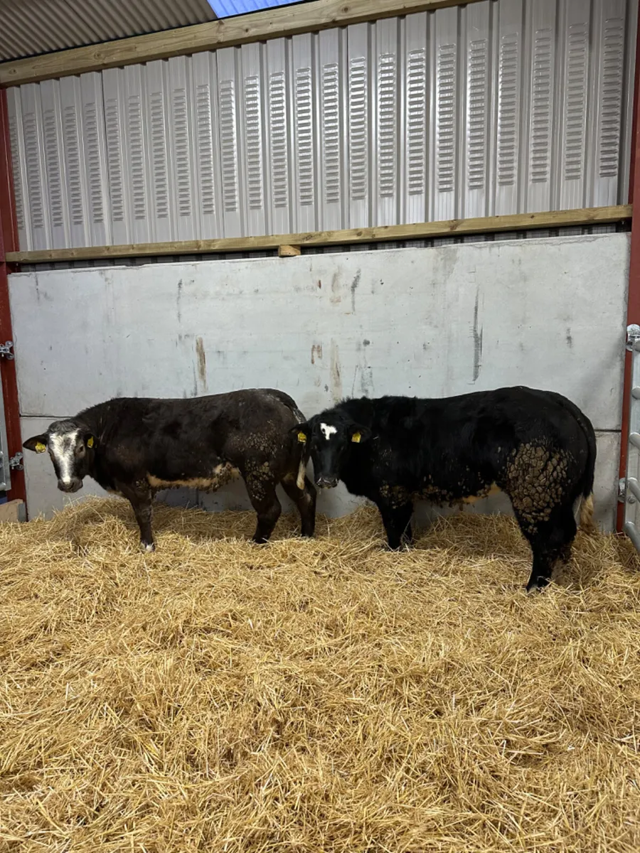 Blue show heifers - Image 1