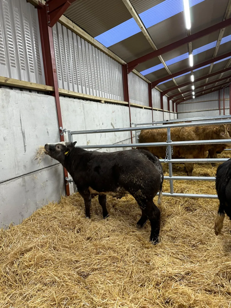 Blue show heifers - Image 4