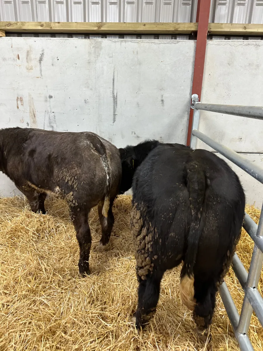 Blue show heifers - Image 2