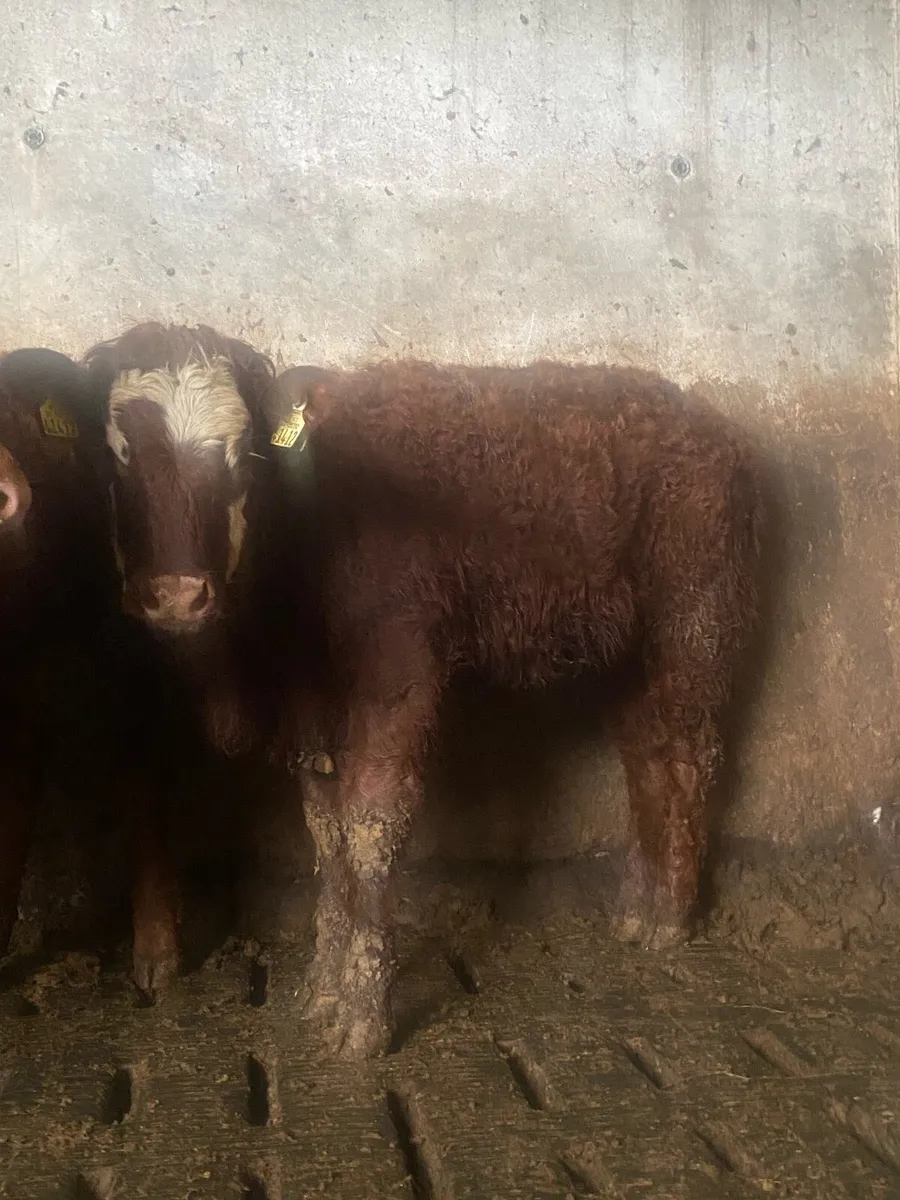 ⭐️4 super breading heifers⭐️ - Image 3