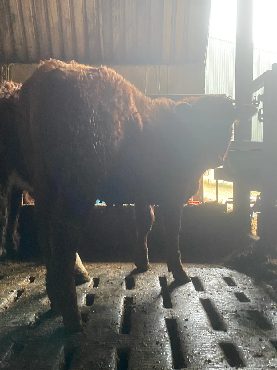 ⭐️4 super breading heifers⭐️ - Image 4