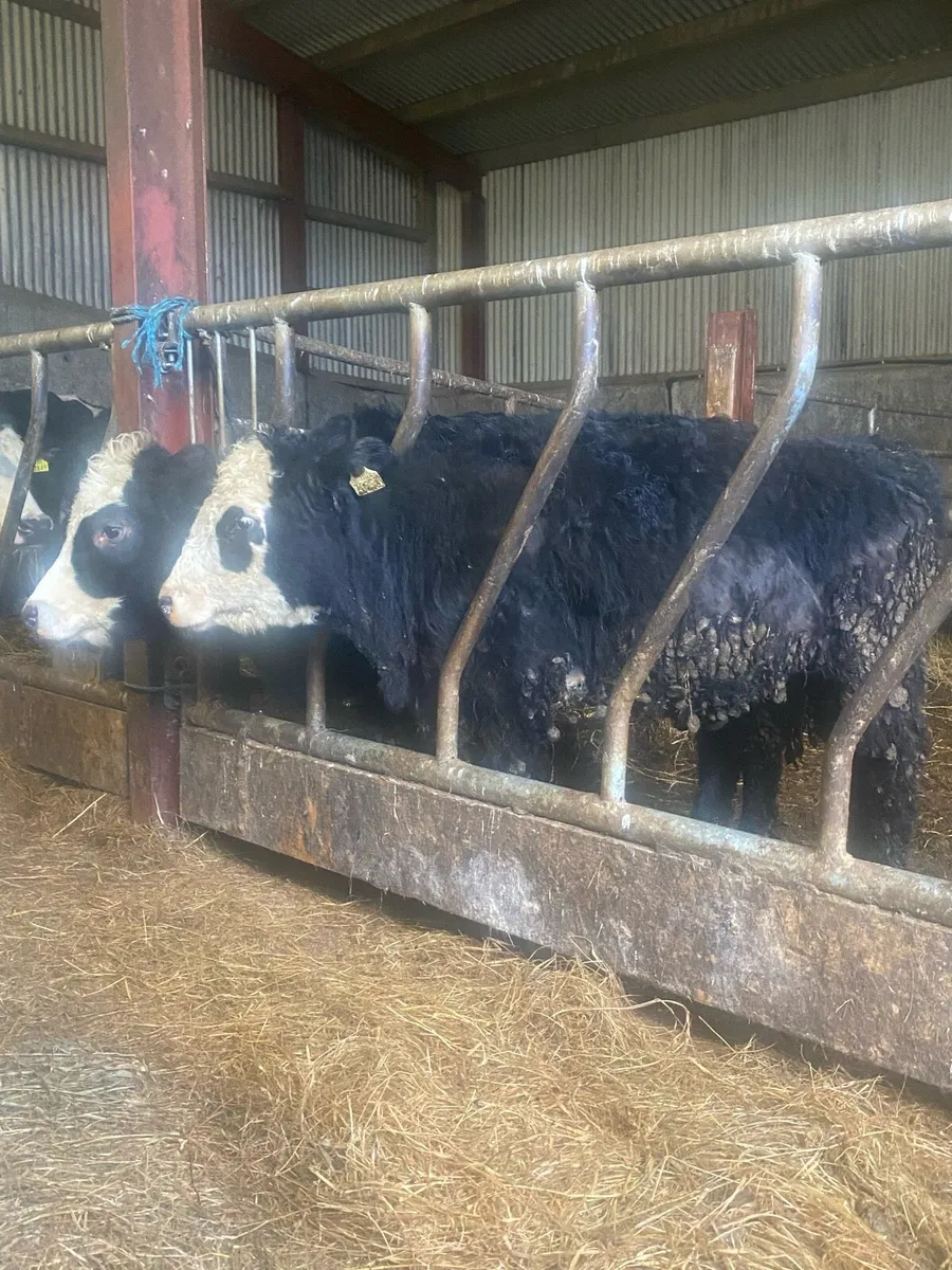⭐️2 super suckler bread heifers⭐️ - Image 2
