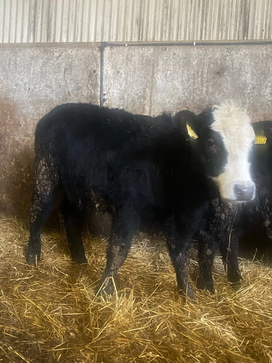 ⭐️2 super suckler bread heifers⭐️ - Image 3