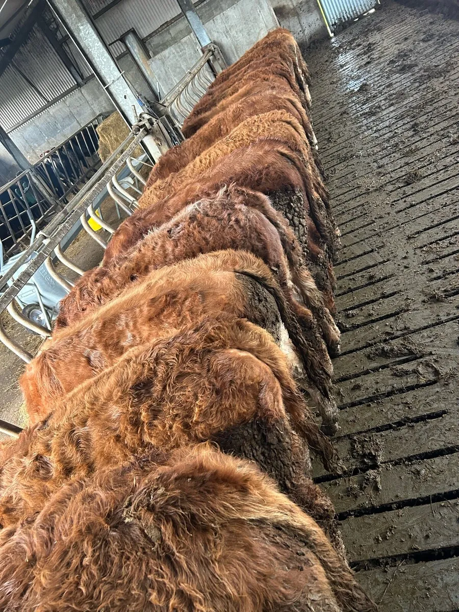 Super lm bullocks - Image 2