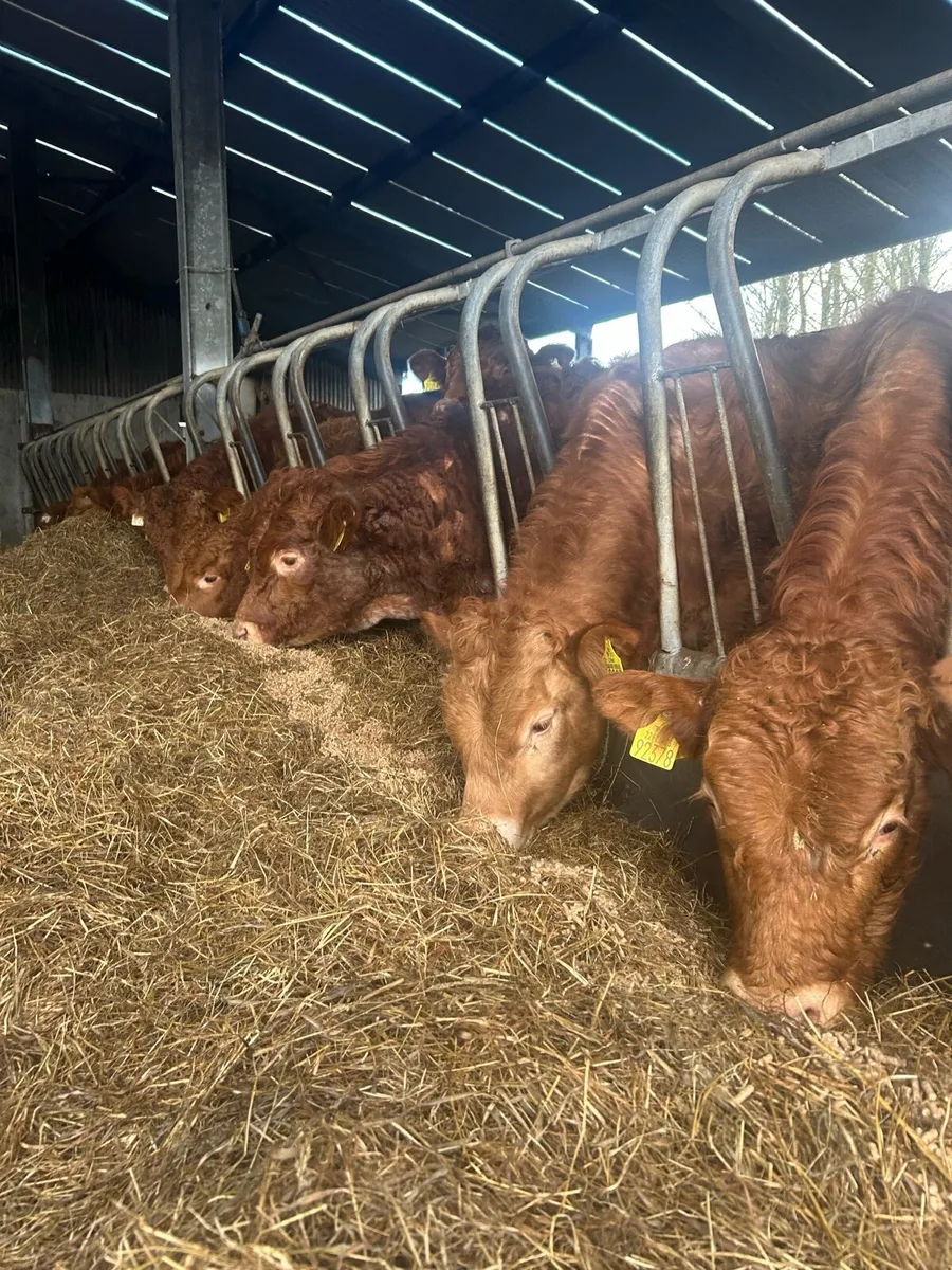 Super lm bullocks - Image 3