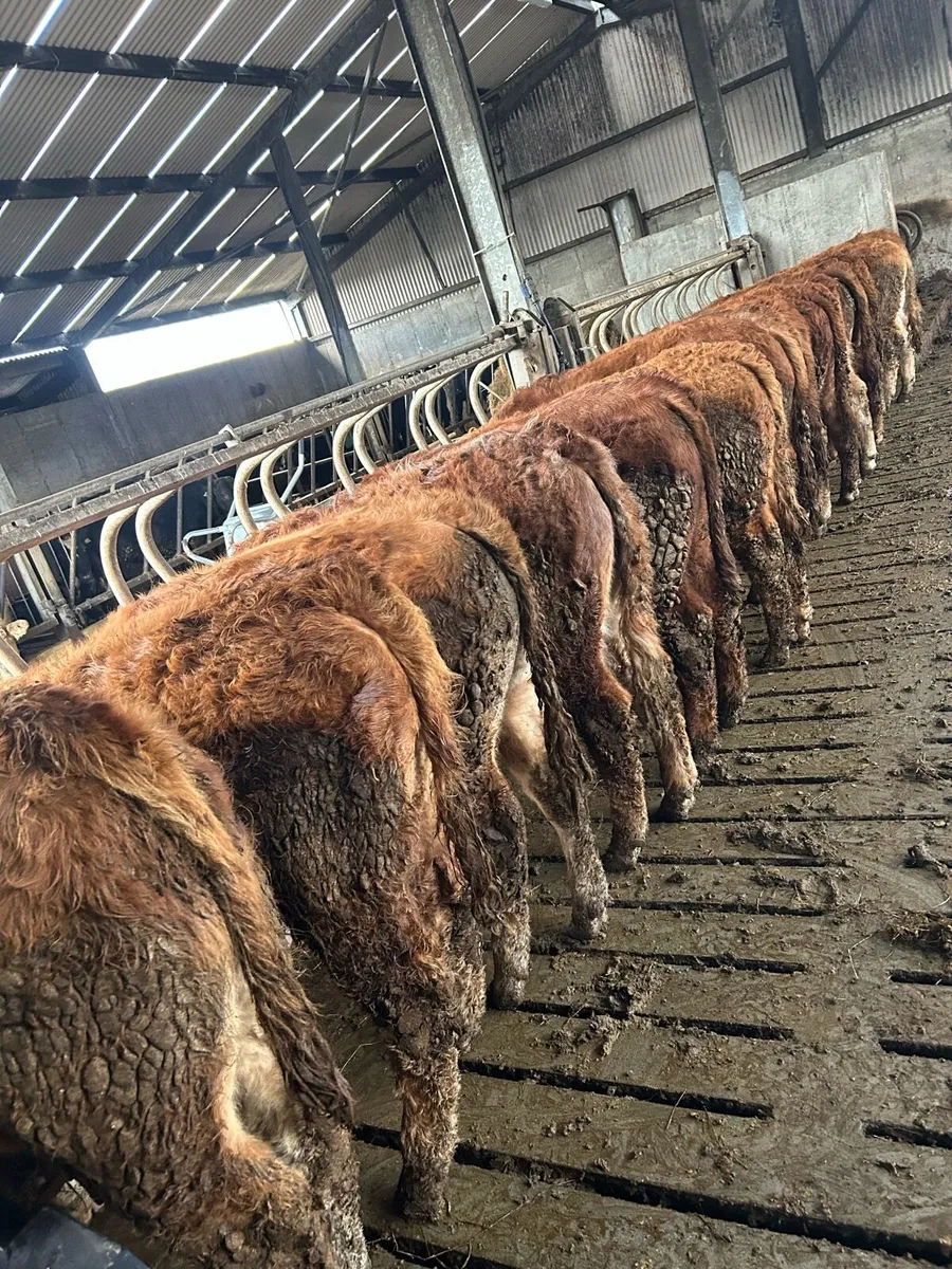 Super lm bullocks - Image 4