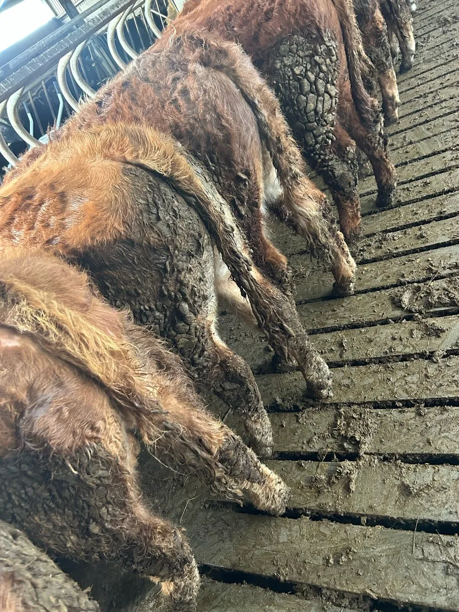 Super lm bullocks - Image 1