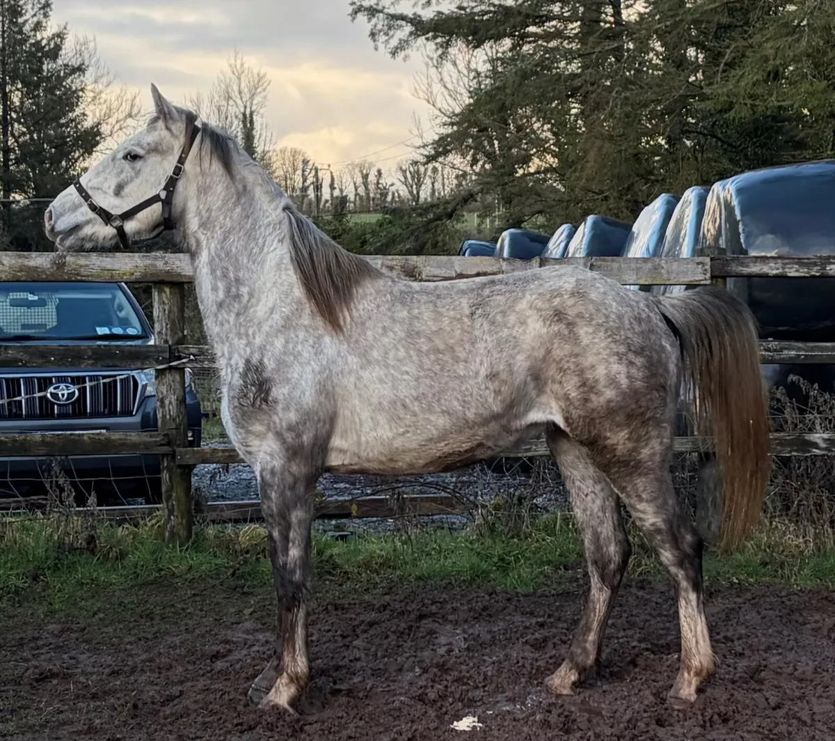 Irish Draught 4YO Gelding - Image 2