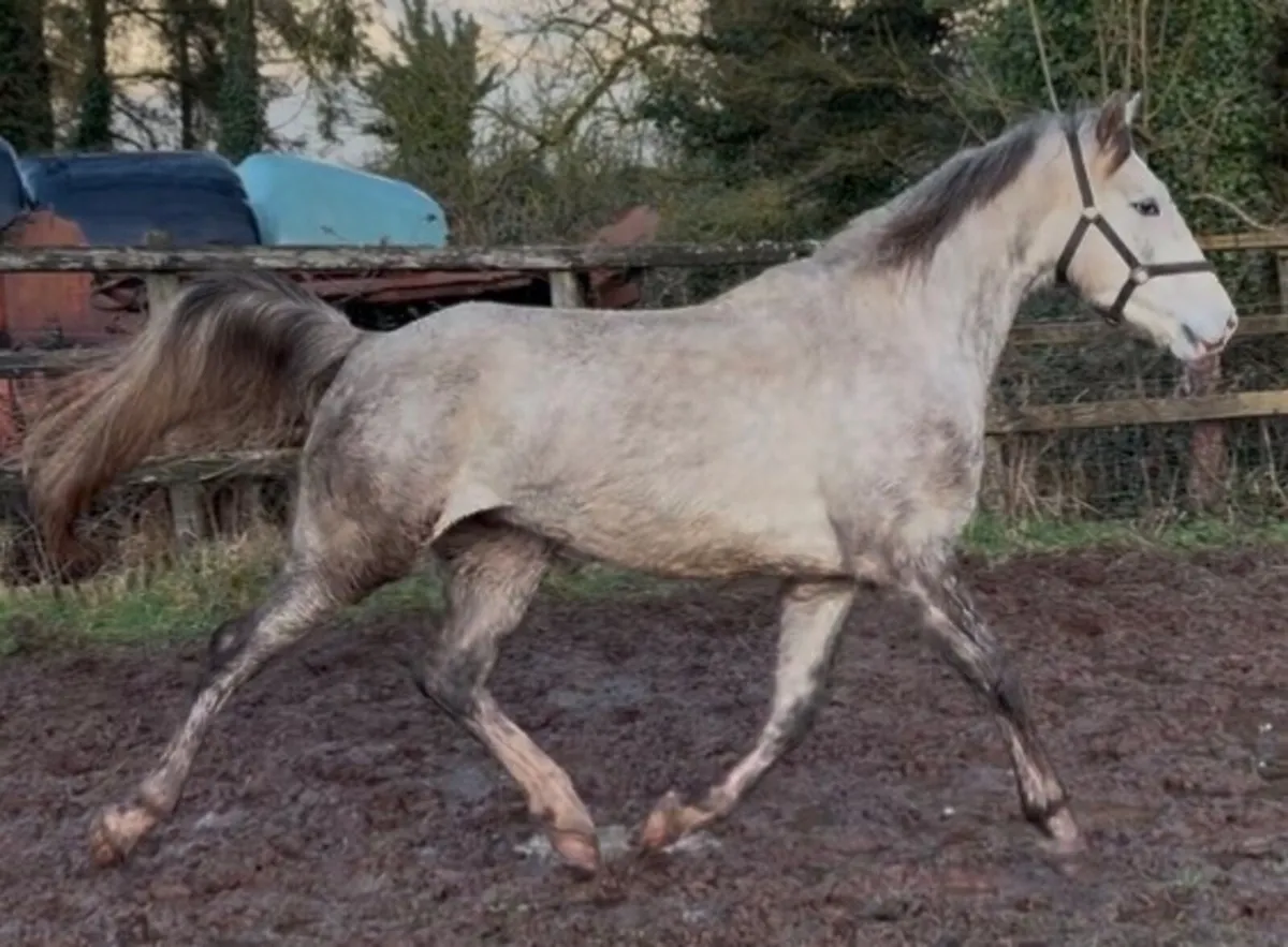 Irish Draught 4YO Gelding - Image 3