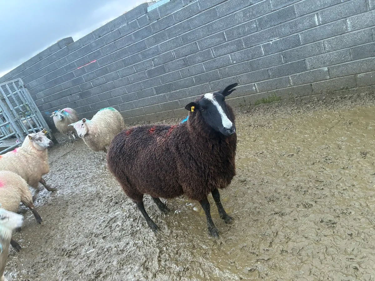 In lamb ewes - Image 2