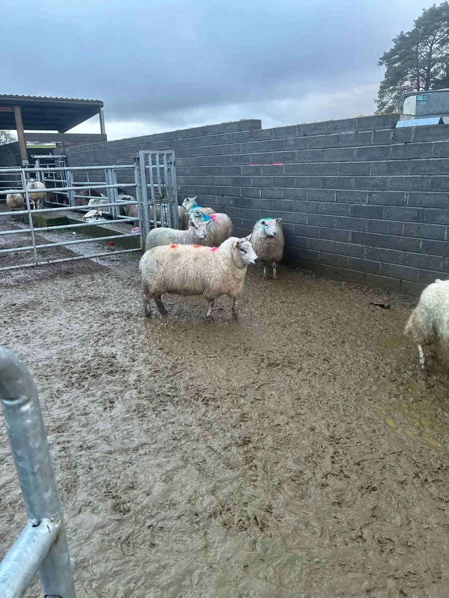 In lamb ewes - Image 3