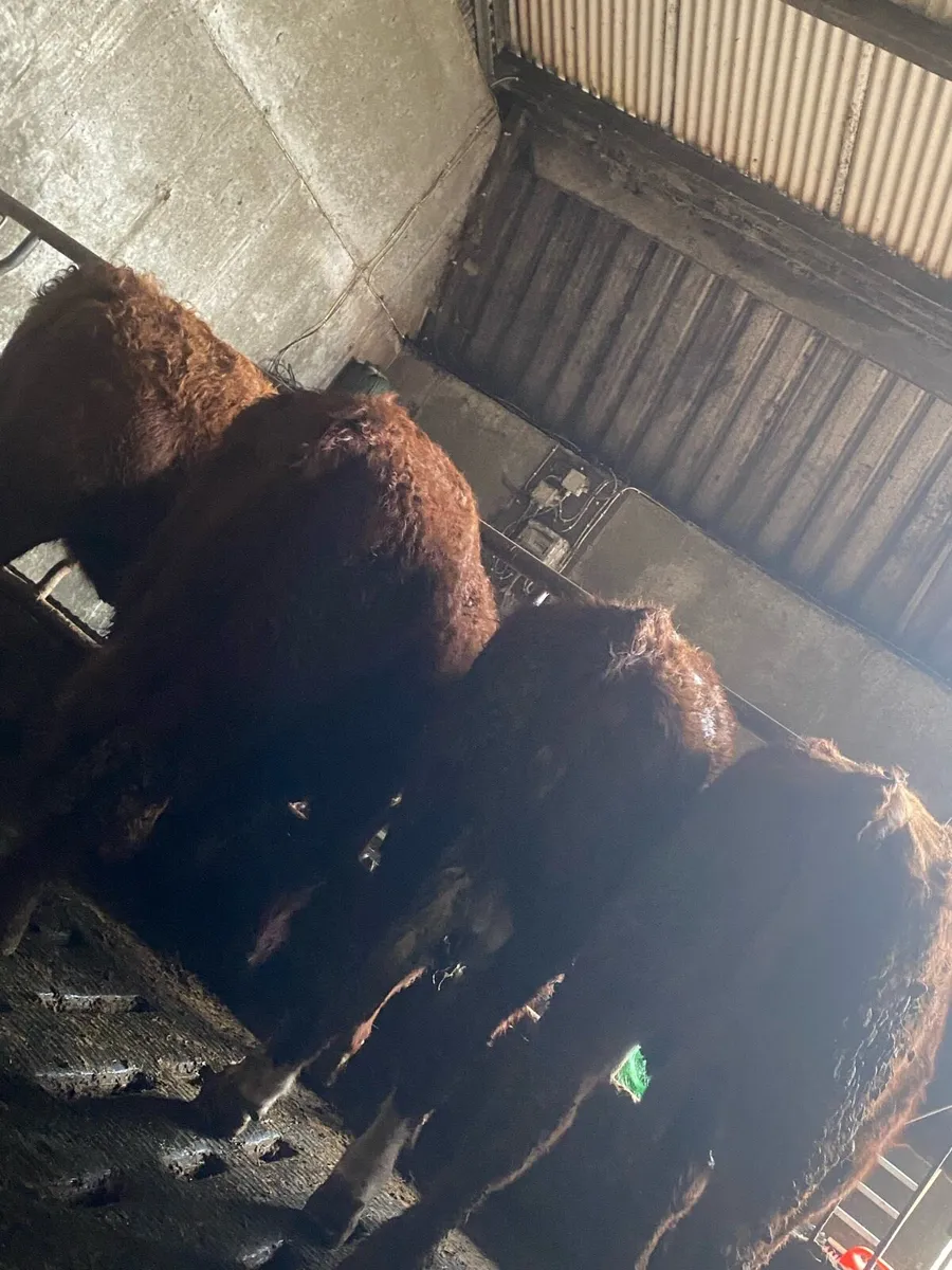 ⭐️4 super breading heifers⭐️ - Image 1
