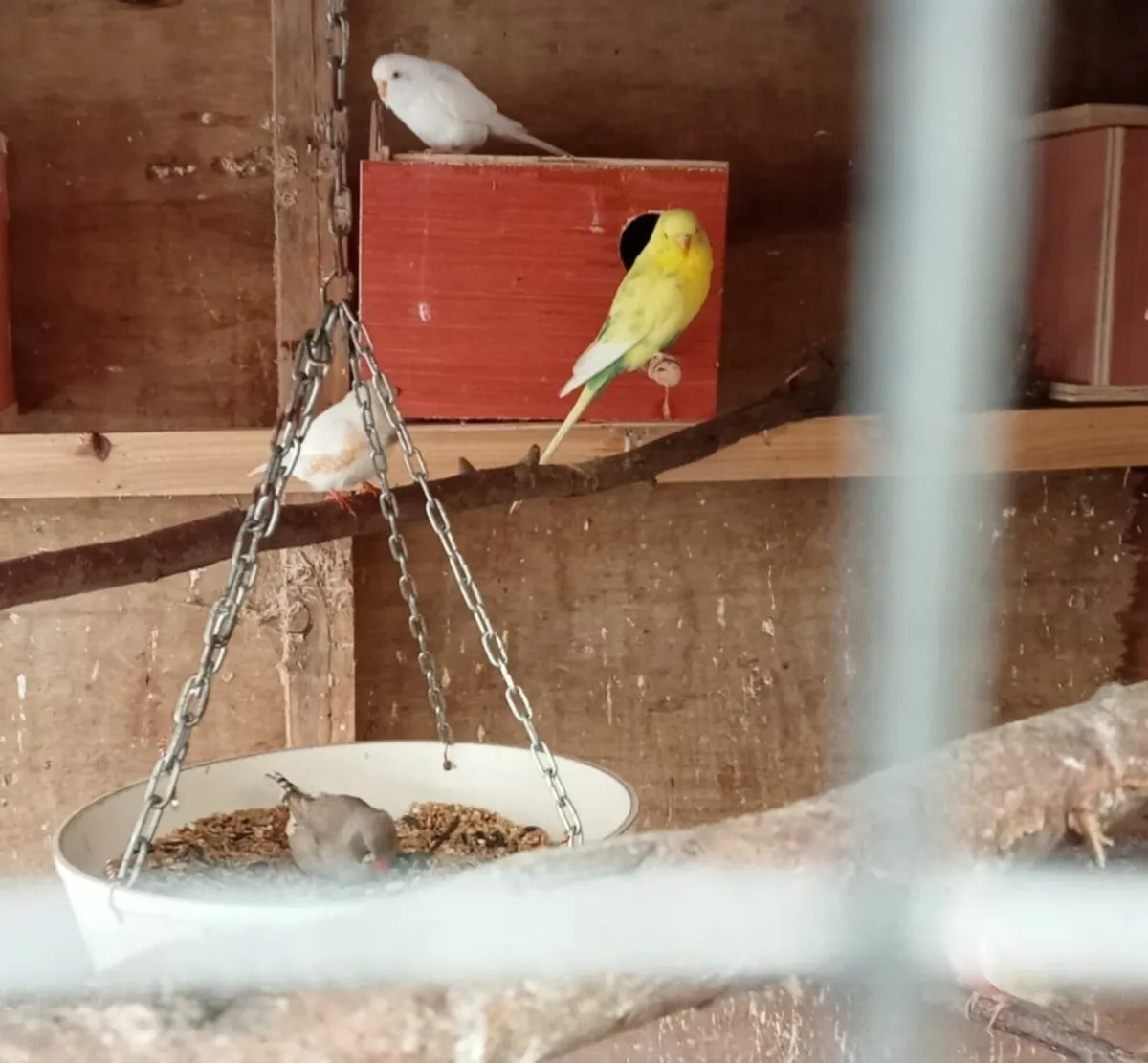 Avairy birds - Image 3