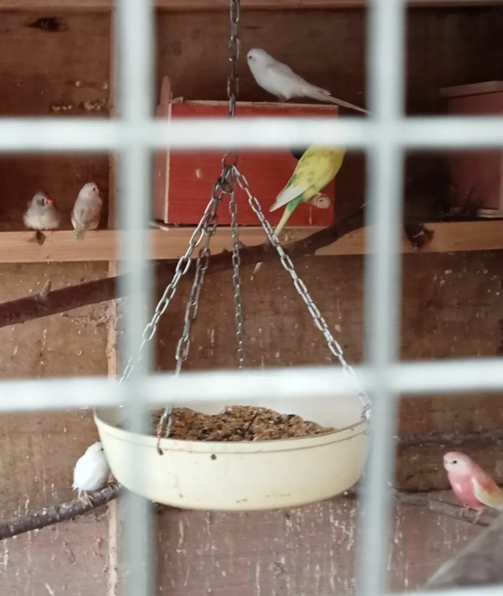 Avairy birds - Image 2