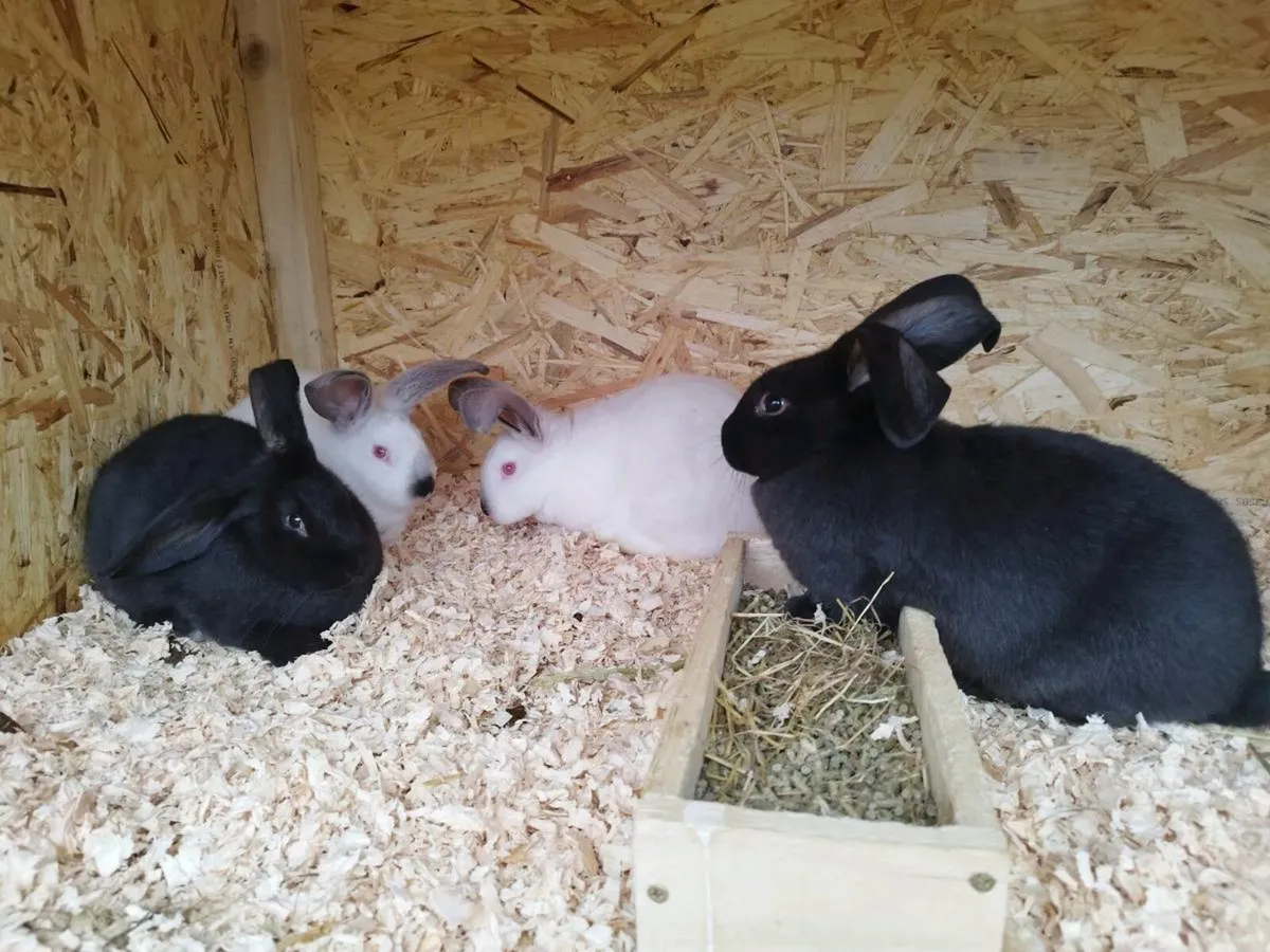 Rabbits - Image 1