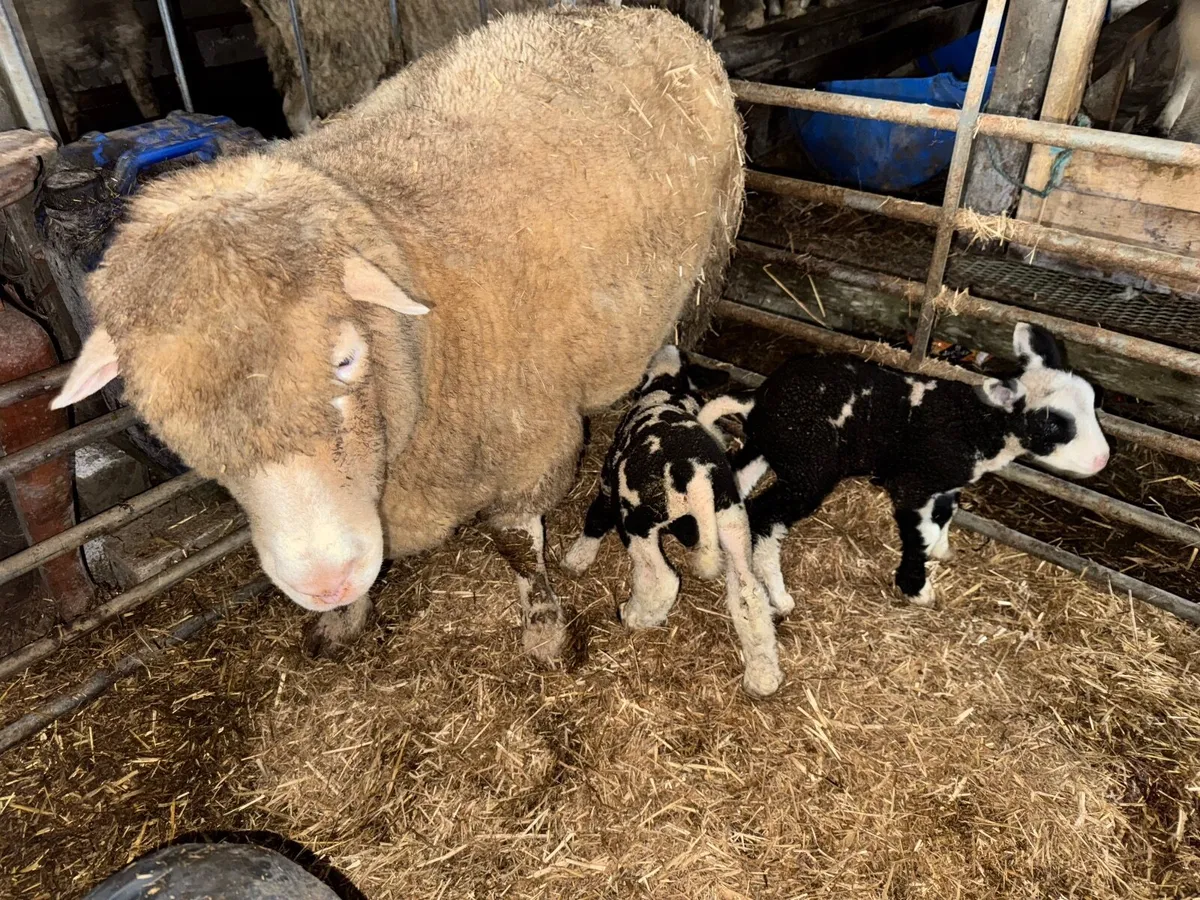 Dorset x Dutch spotted ewes with lambs - Image 1