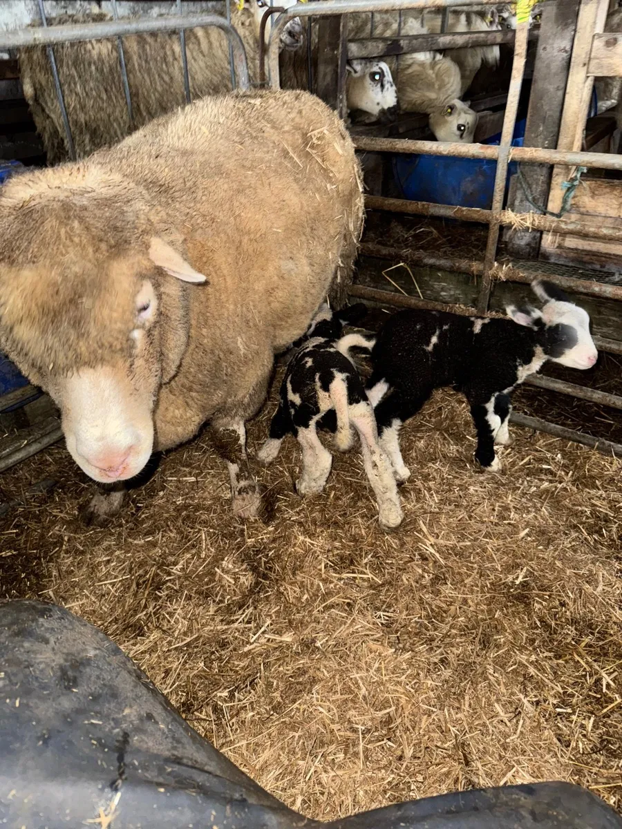Dorset x Dutch spotted ewes with lambs - Image 2