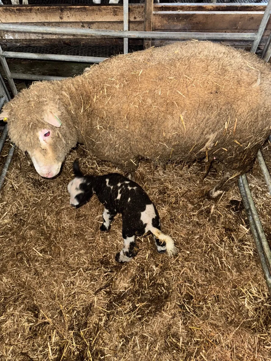 Dorset x Dutch spotted ewes with lambs - Image 4