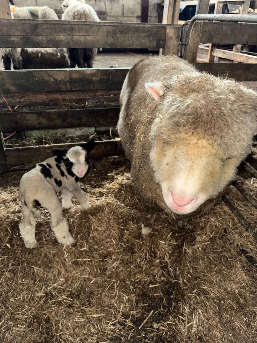 Dorset x Dutch spotted ewes with lambs - Image 3