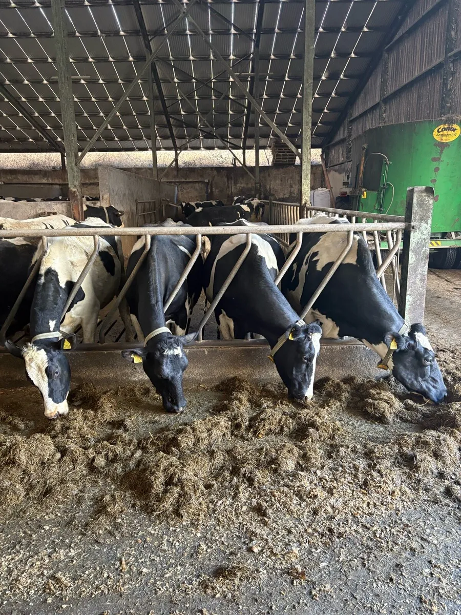 Incalf cows and heifers - Image 1