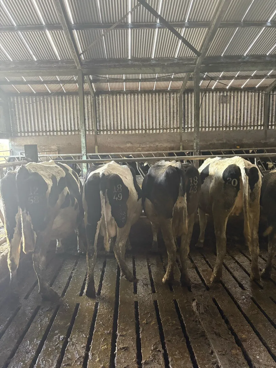 Incalf cows and heifers - Image 2