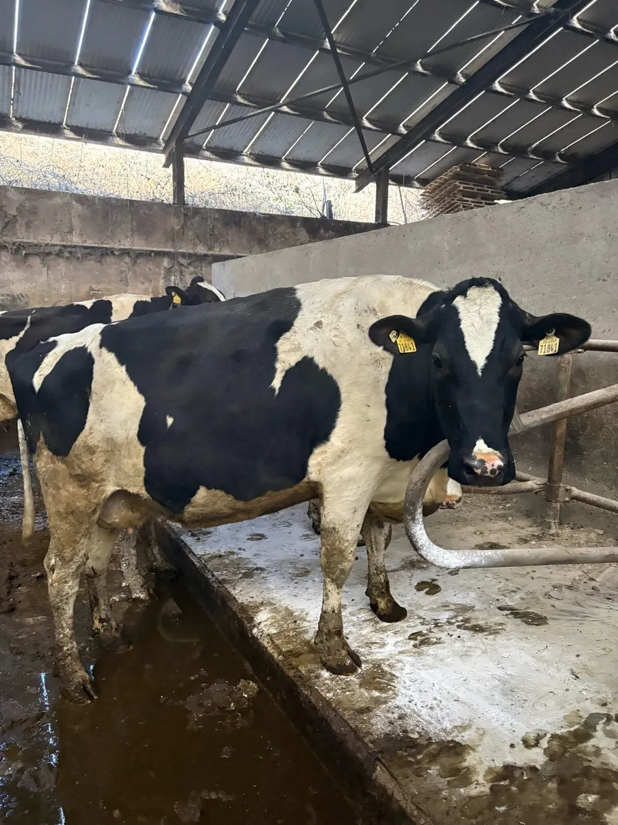 Incalf cows and heifers - Image 3