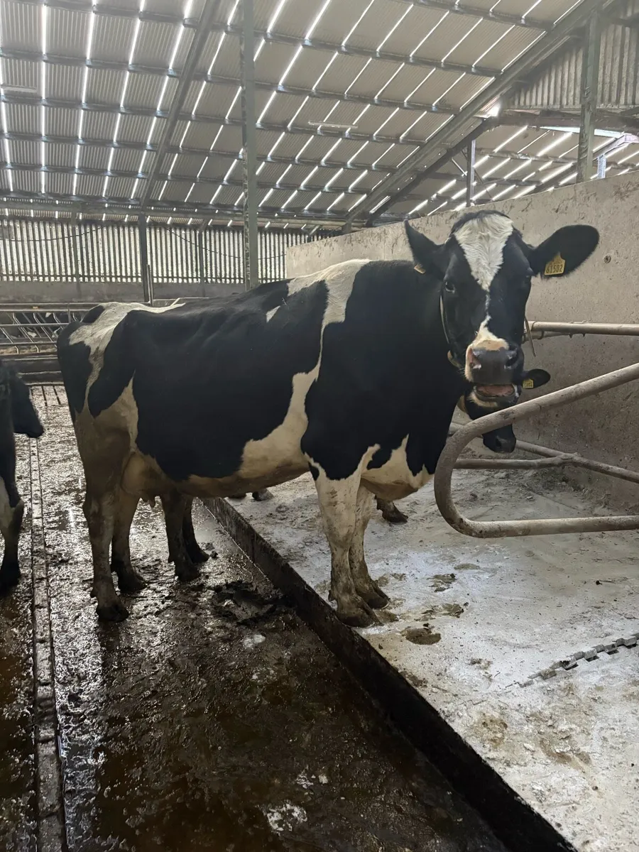 Incalf cows and heifers - Image 4