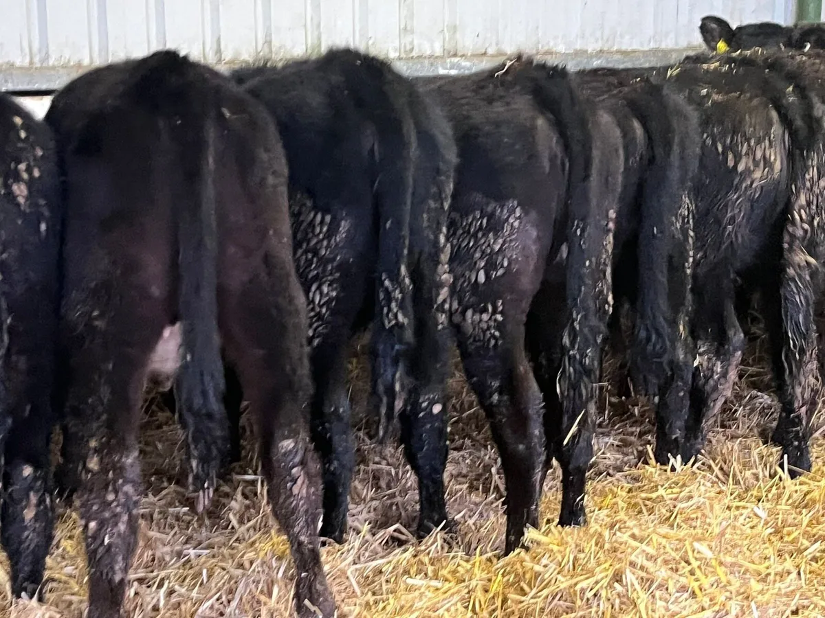 Yearling Heifers - Image 1