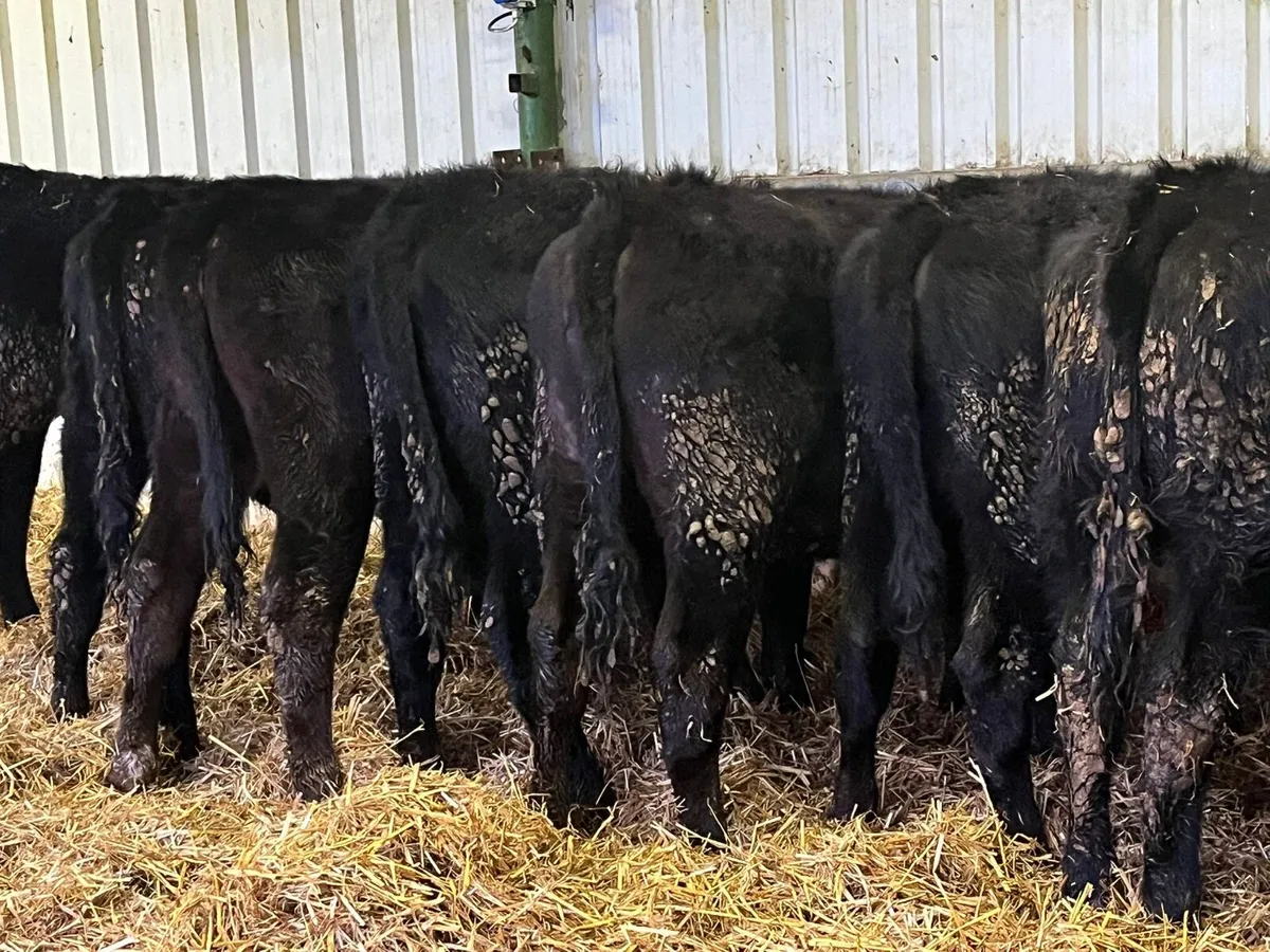 Yearling Heifers - Image 2