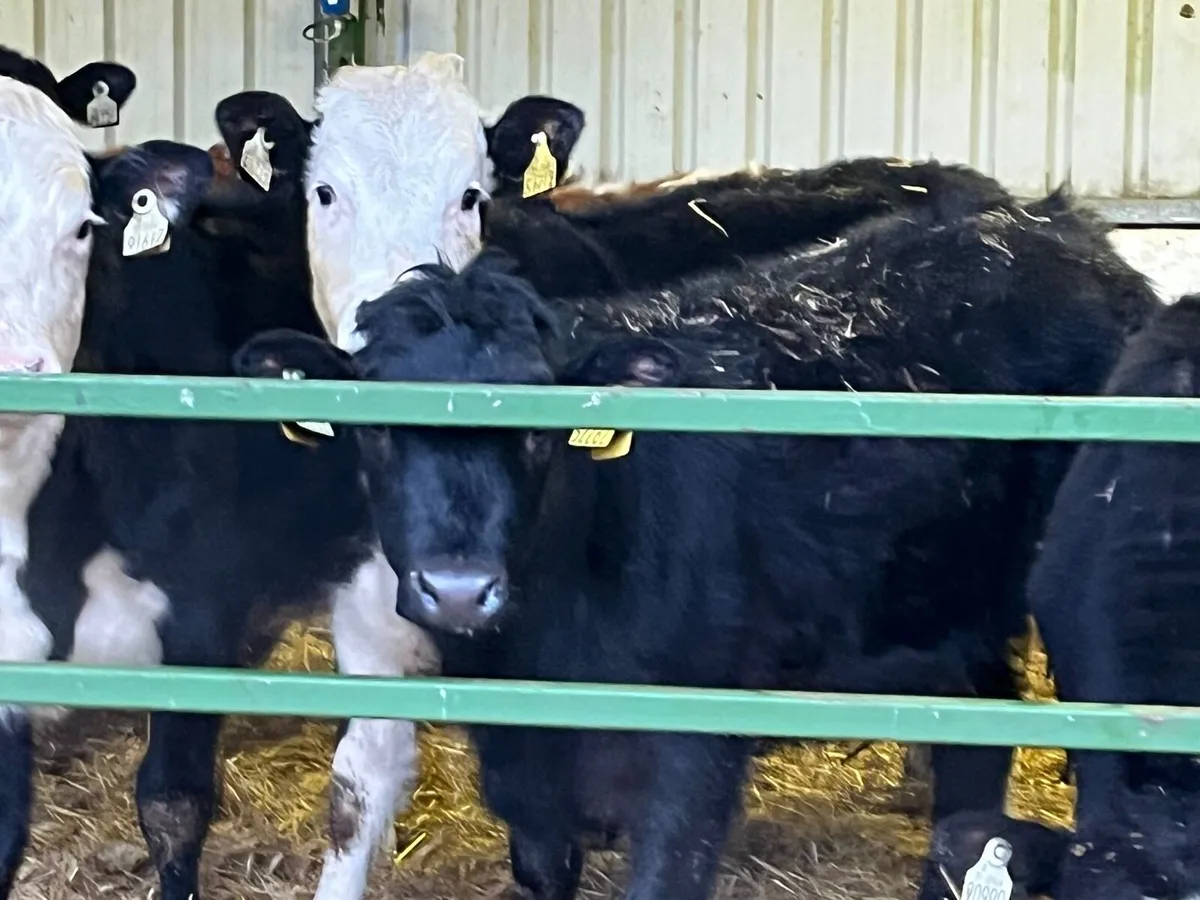 Yearling Heifers - Image 3