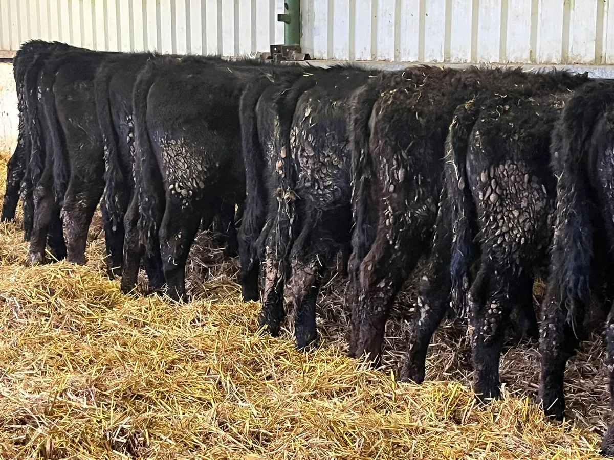 Yearling Heifers - Image 4