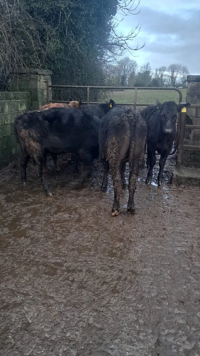 Angus& hex - Image 1