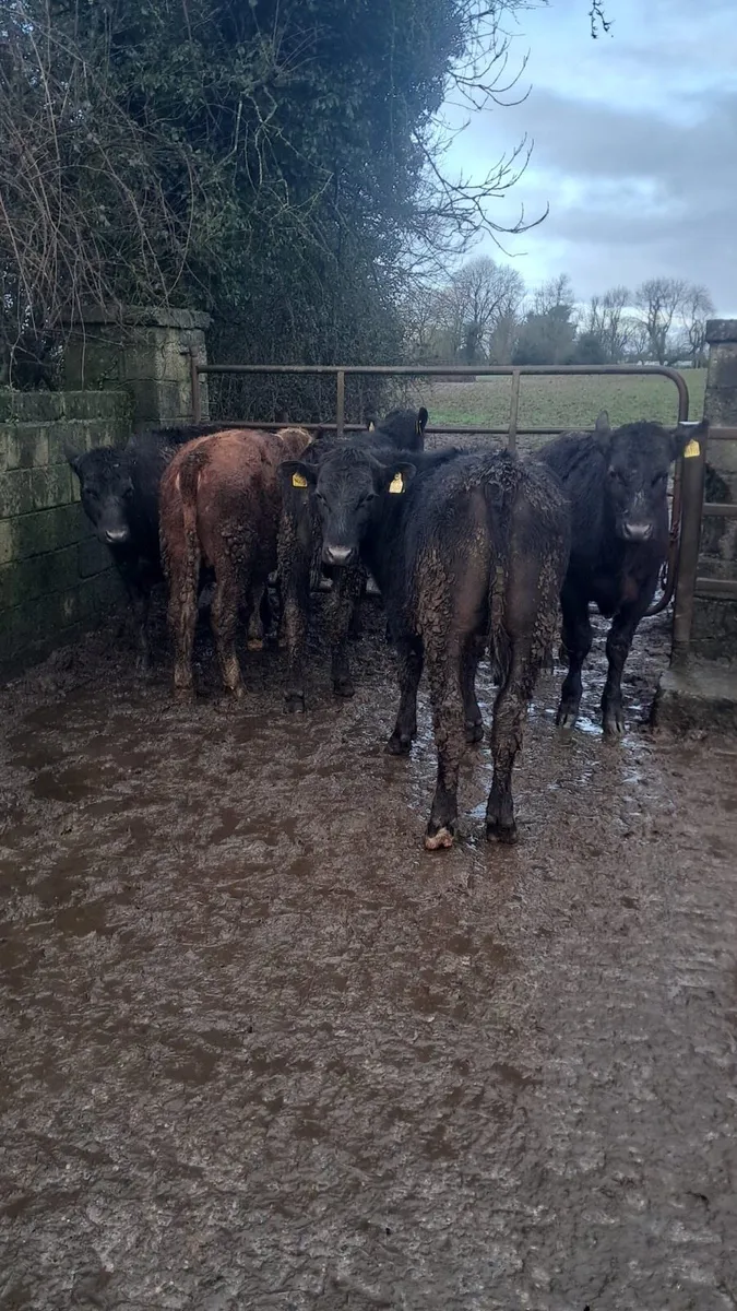 Angus& hex - Image 2