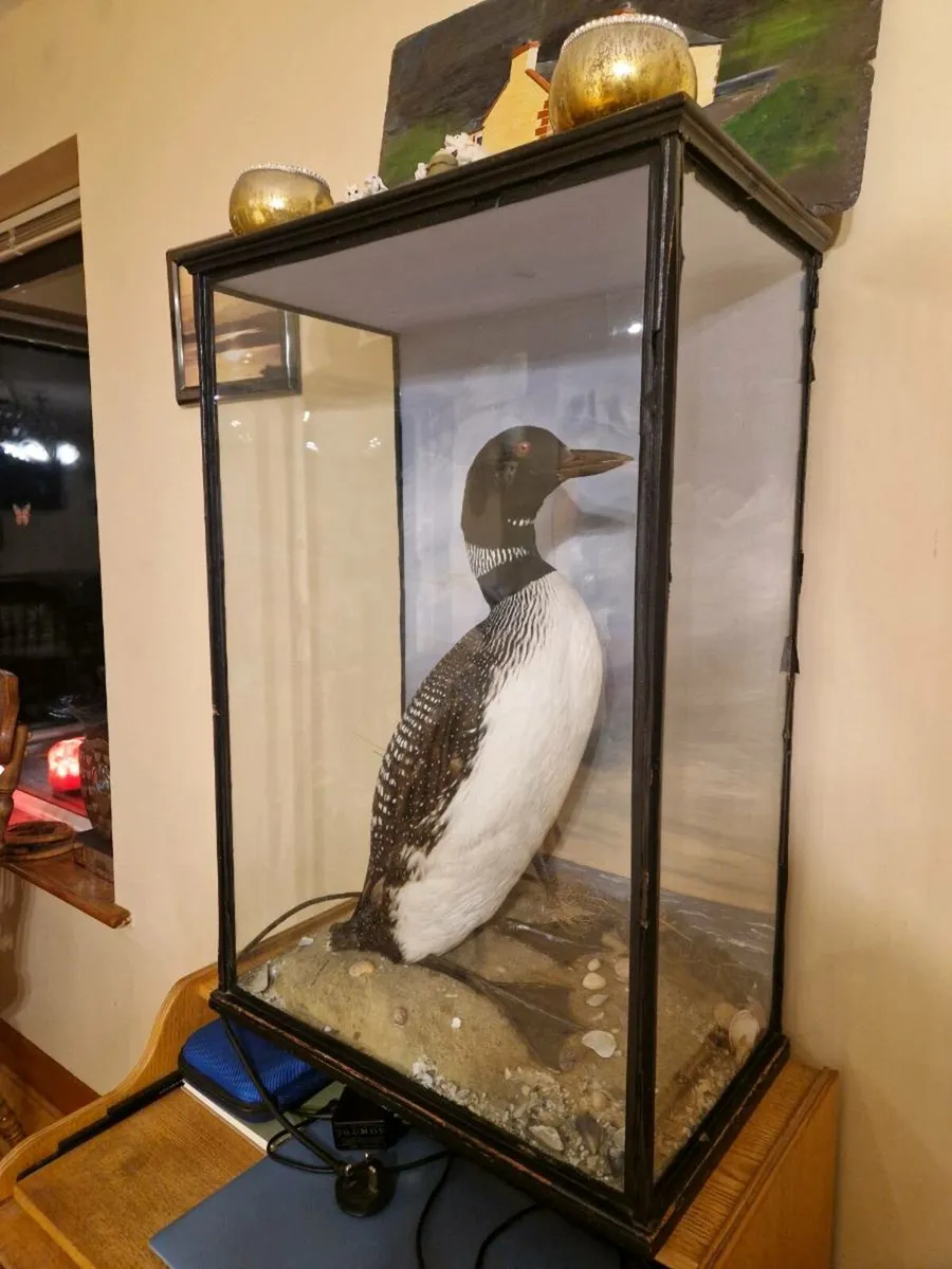 Taxidermied Great Northern Diver - Image 1