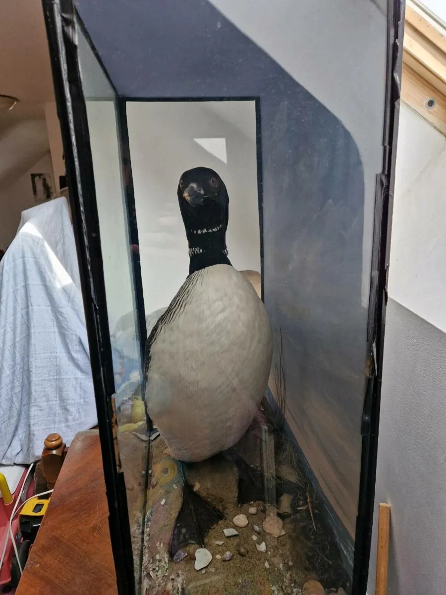 Taxidermied Great Northern Diver - Image 3