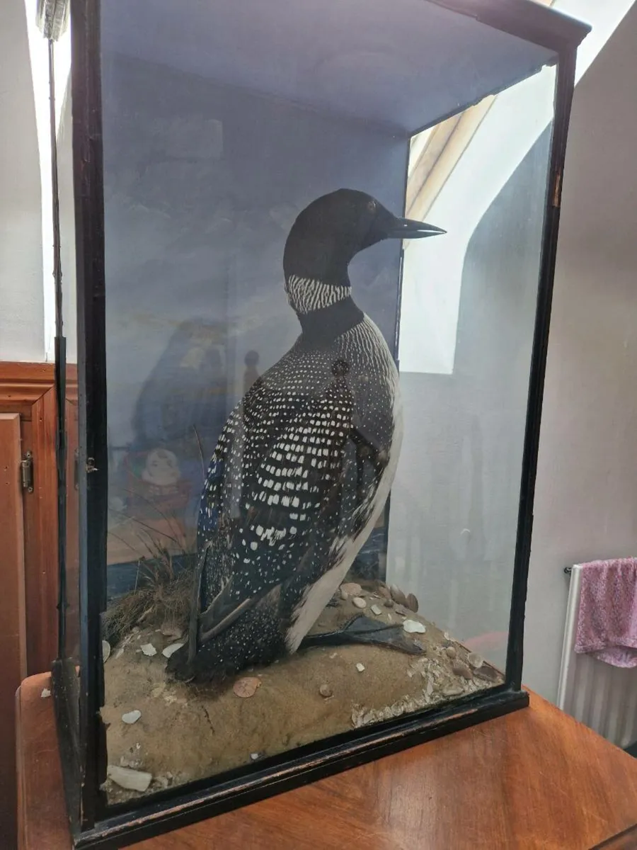 Taxidermied Great Northern Diver - Image 4