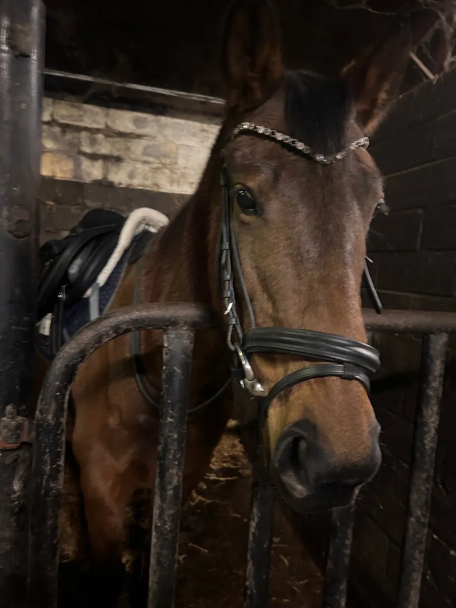 Project  6 year old TB for sale - Image 1