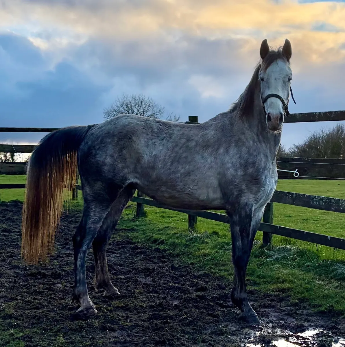 Irish Draught 4YO Gelding - Image 1
