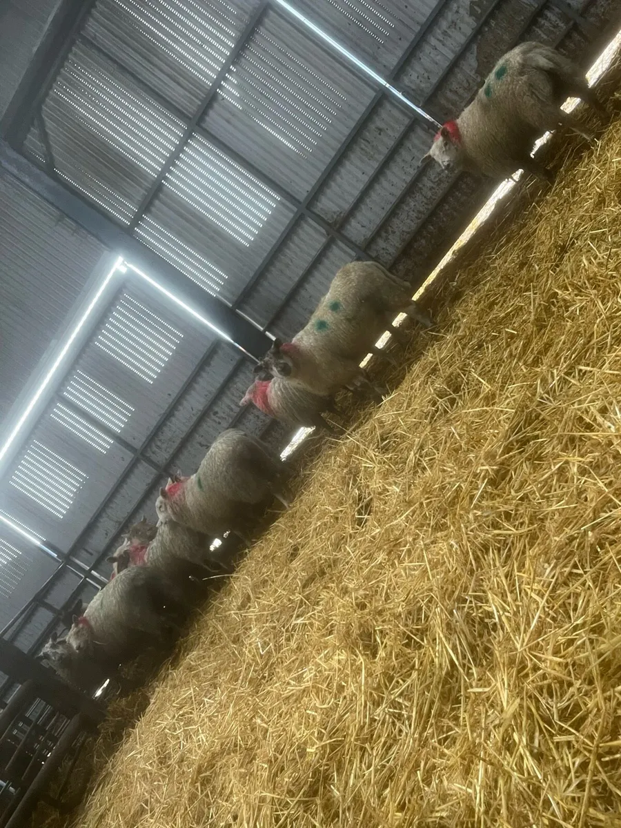 14 inlamb ewe lambs - Image 3