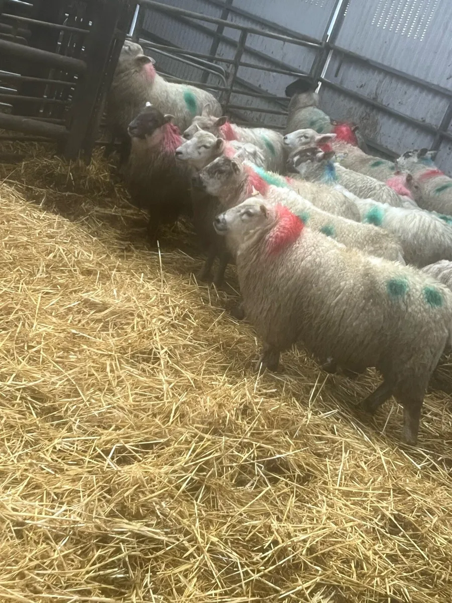 14 inlamb ewe lambs - Image 2